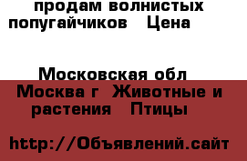 продам волнистых попугайчиков › Цена ­ 350 - Московская обл., Москва г. Животные и растения » Птицы   